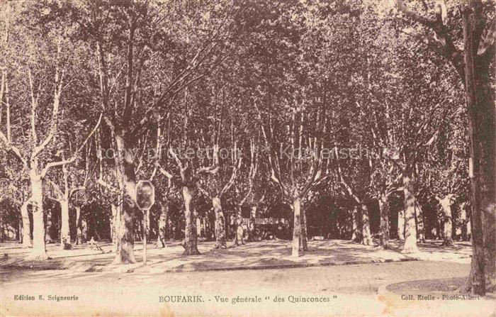 Boufarik Algerie Quinconces Platanenallee Promenade Park Baeume Allee