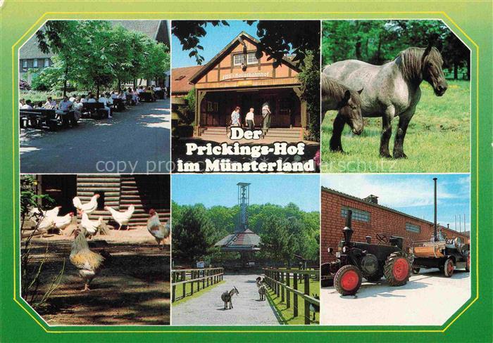 Sythen Haltern Recklinghausen NRW Prickings-Hof Bauernhof Tierschau Pferd Huehne