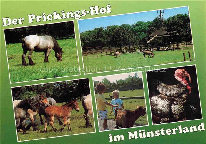 Sythen Haltern Recklinghausen NRW Prickings-Hof Pferd Fohlen Wildschwein Truthah