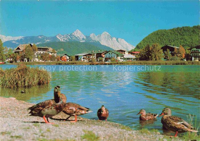 SEEFELD Tirol AT Wildsee Enten Wettersteingebirge See Dorf Berglandschaft Schilf