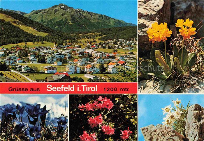 SEEFELD Tirol AT Hocheder Dorfansicht Bergblumenwiese Enzian Alpenrosen Aurikel