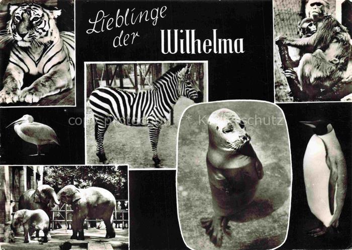 Bad Cannstatt Wilhelma Zoo Tiger Zebra Elefanten Robbe Affe Pinguin Ibis Mehrbil