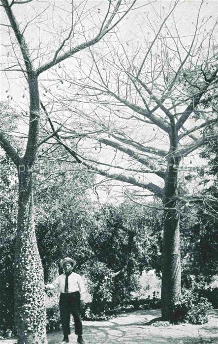 PALERMO Sicilia IT Orto-Botanico Chorisia-insignis Kapokbaum Mann Botanischer-G