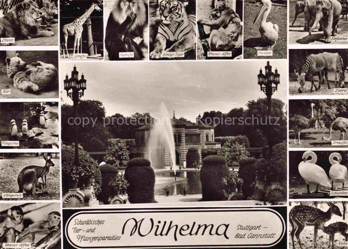 STUTTGART CITY Wilhelma Tierpark Loewen Giraffe Gorilla Koenigs-Tiger Pelikan E