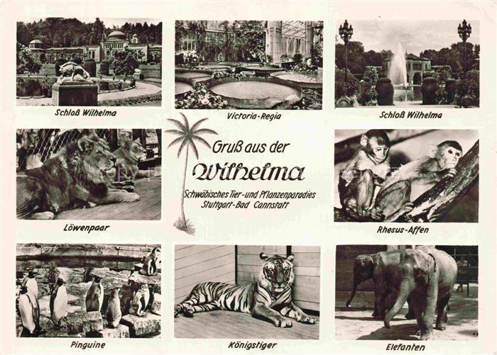 WILHELMA Bad Cannstatt STUTTGART Zoo Loewe Affe Pinguin Koenigstiger Elefant Vic