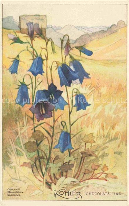 KoeHLER Mela Kuenstlerkarte Glockenblume