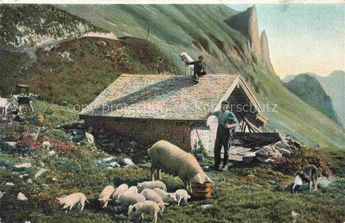 Landwirtschaft Agriculturo Agriculture-- Schweine Hund Bauernhaeuschen