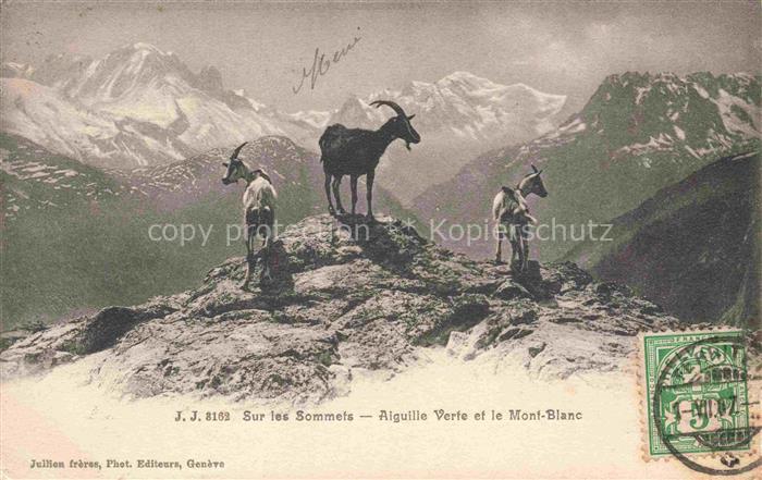 Gemsen Steinbock Capricorn Capricorne Capricornio-- Sur les Sommets Mont Blanc