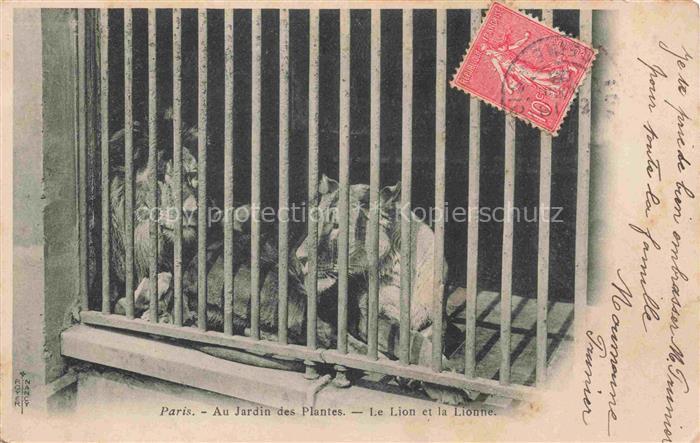 Loewe Lion-- Paris Au Jardin des Plantes