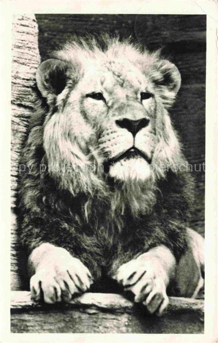 Loewe Lion-- Leipziger Zoo
