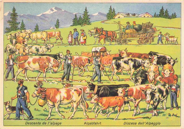 Landwirtschaft Agriculturo Agriculture-- Alpabfahrt Kuehe