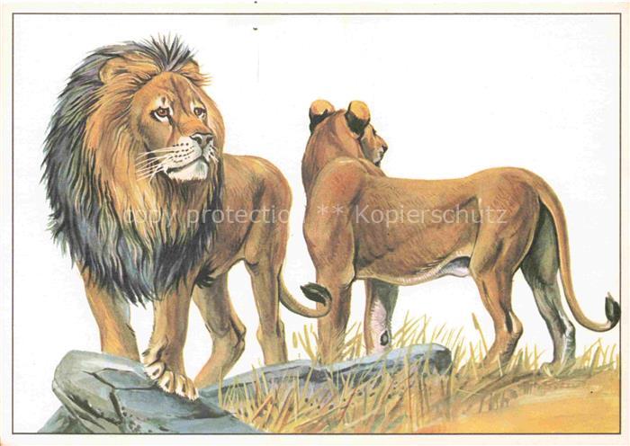 Loewe Lion-- Paar