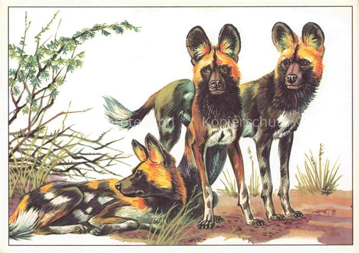 HUNDE dogs chiens-- Hyaenenhund Lycaon pictus