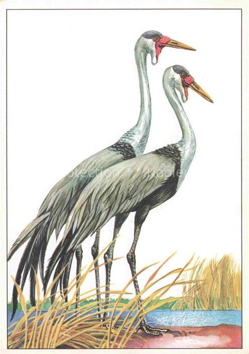 VoeGEL Birds Oiseaux Uccelli Pajaros-- Klunkerkranich