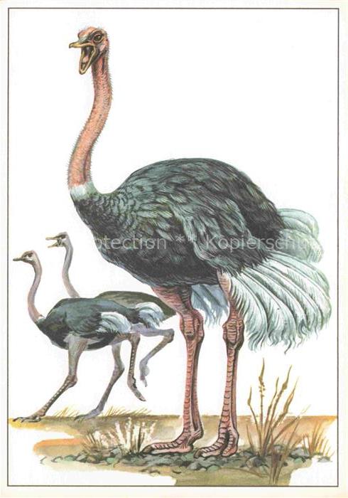VoeGEL Birds Oiseaux Uccelli Pajaros-- Strauss
