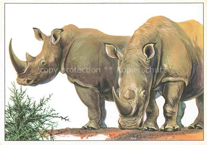 Nashorn Breitmaulnashorn