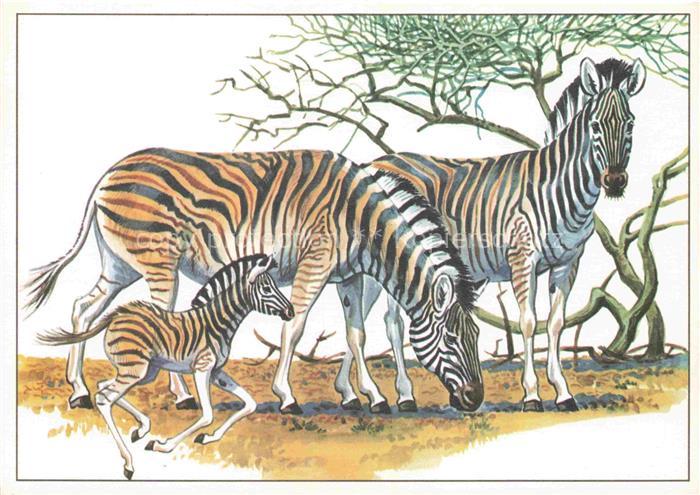 Zebras Zebre Cebra-- Damarazebra
