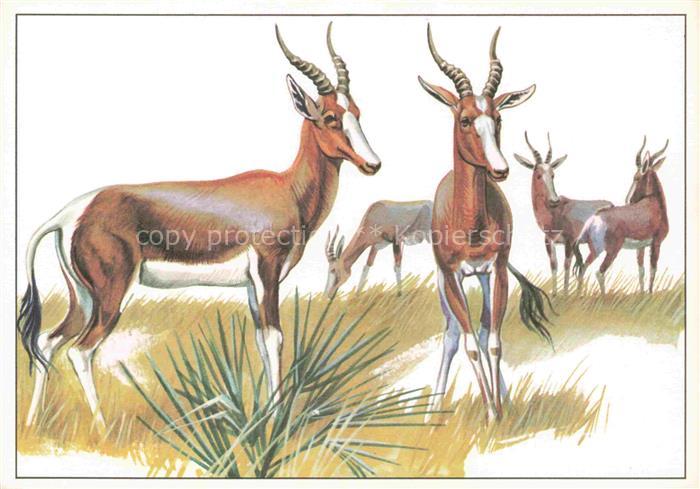 TIERE Animals Animaux Animales Animali-- Buntbock
