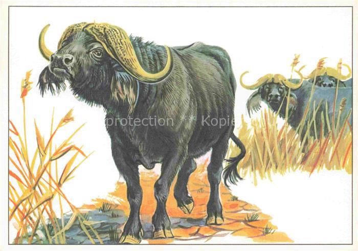 Bueffel Buffalo Buffle-- Kaffernbuffel