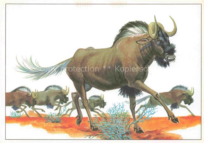 TIERE Animals Animaux Animales Animali-- Weissschwanzgnu
