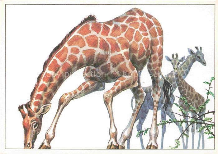 Giraffe Girafe Jirafa Giraffa-- Angola Giraffe