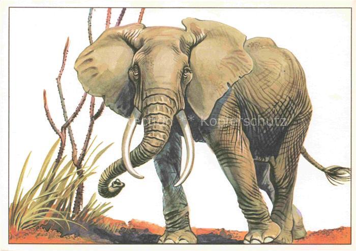 Elefant Afrikanischer Stepenelefant