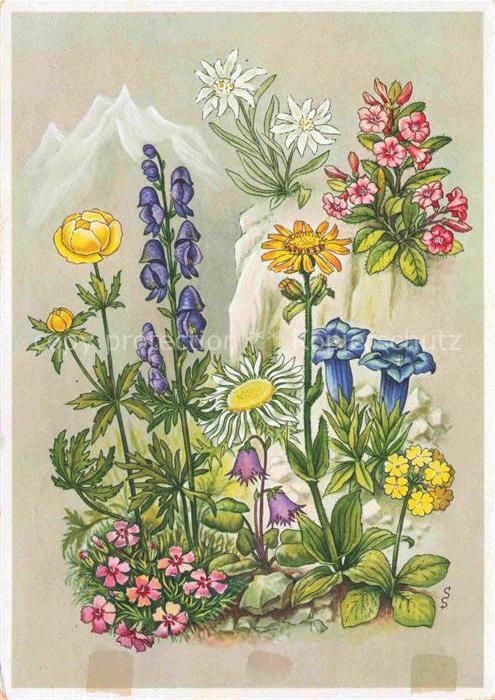 Reichsgartenschau 1939 STUTTGART Blumen der Bergen