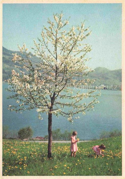 SCHELLENBERG H. Kuenstlerkarte Zuerich Am Lowerzersee