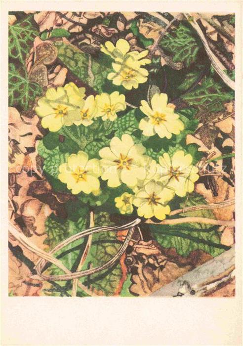 HAINARD Robert Kuenstlerkarte Schluesselblume