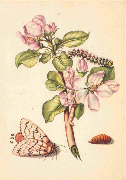 MERIAN Maria Sibylla Kuenstlerkarte Apfelbaum mit Schwammspinner