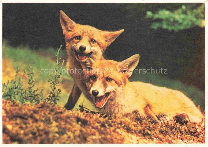 Fuchs Tiere