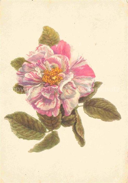 STEINER Emanuel (1778-1831) Kuenstlerkarte Rose