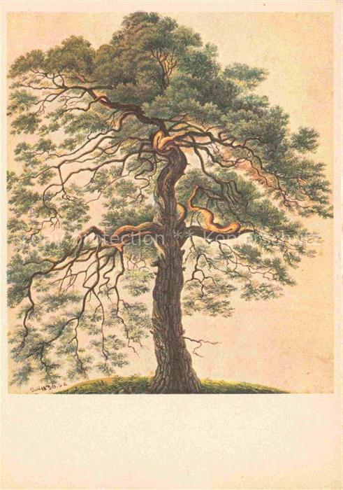 KELLER Gottfried Zuerich (1819-1890) Schriftsteller Maler Schweiz Foehre