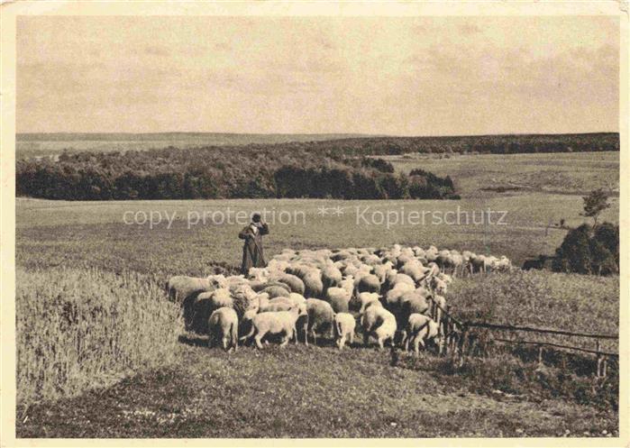 Schaeferei Sheperding Bergerie-- Rudolf Pestalozzi Weidende Schafherde