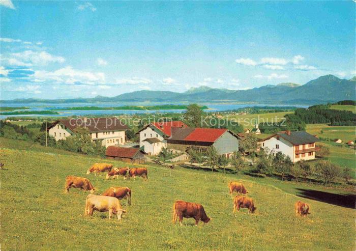 Prien Chiemsee Bayern Ratzingerhoehe Gasthaus-Weingarten Chiemsee Kuehe Weide Al