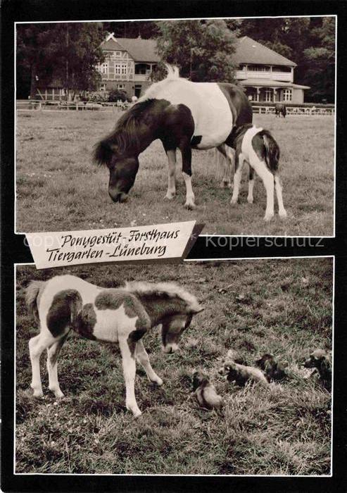 LueNEBURG  CITY Ponygestuet Forsthaus-Tiergarten Ponys Fohlen Stute Ilmenautal R