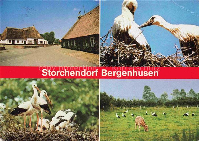 Bergenhusen Schleswig-Holstein Stoerche Storchennest Weissstorch Jungstoerche Re