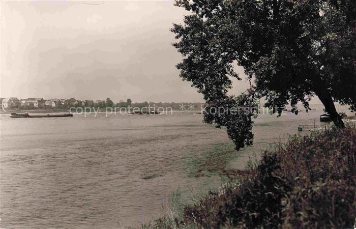 Bendorf Rhein Mayen-Koblenz Rheinland-Pfalz Rhein Lastkahn Frachtschiff Flussufe