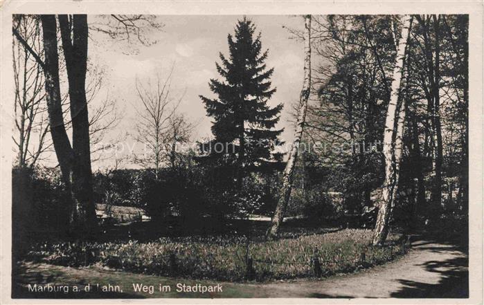 MARBURG  LAHN Stadtpark Weg Birken Tanne Baeume Wiese Parkweg