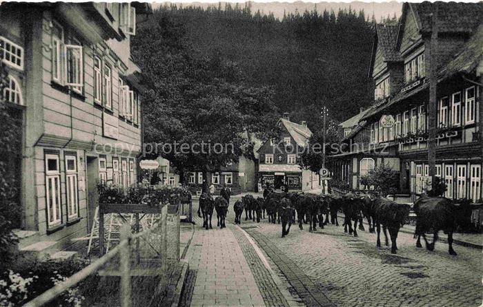 Altenau Harz Gemkenthal Niedersachsen Damenkapelle Hauptstrasse Viehherde Kuehe
