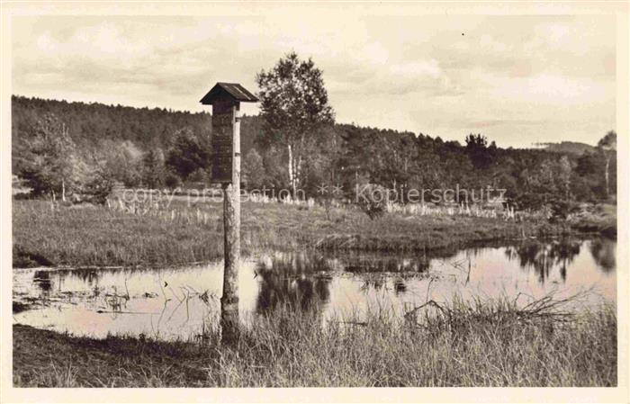 Schwenningen Baden BW Neckarursprung Schwenninger-Moos Teich Vogelhaus Birken Wa