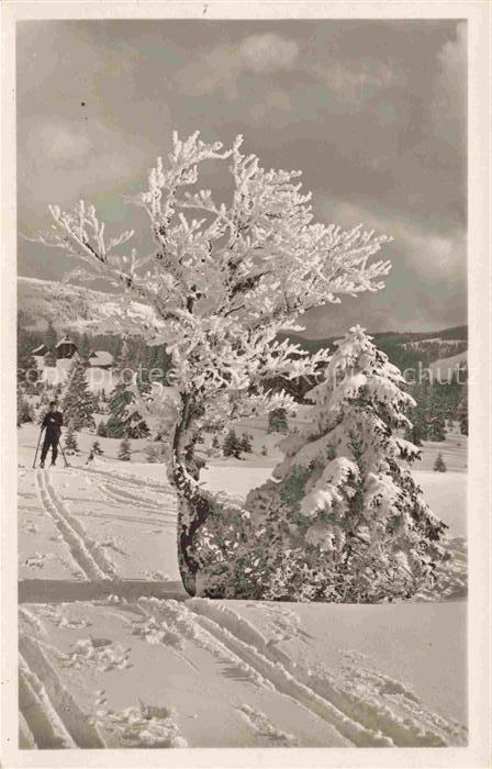 Feldberg 1450m Schwarzwald BW Todtnauerhuette Winter Ski Schnee Baeume Schwarzwa