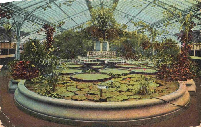 FRANKFURT AM MAIN Palmengarten Viktoria-Regia-Haus Gewaechshaus Seerose Wasserli