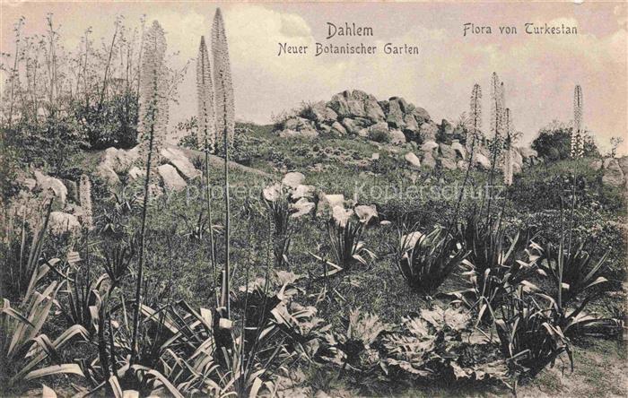 Dahlem  STEGLITZ-ZEHLENDORF BERLIN Botanischer-Garten Flora-von-Turkestan Eremur