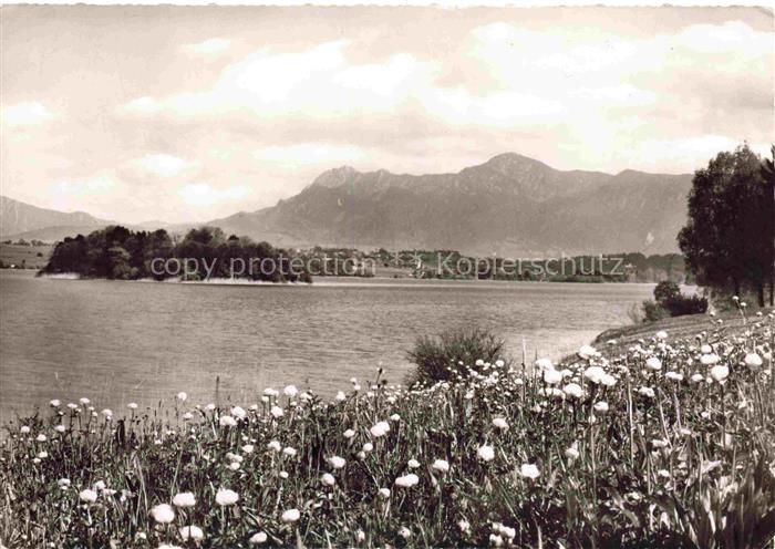 Murnau Staffelsee Bayern Staffelsee Trollblumen See Berge Insel Wiese Voralpen