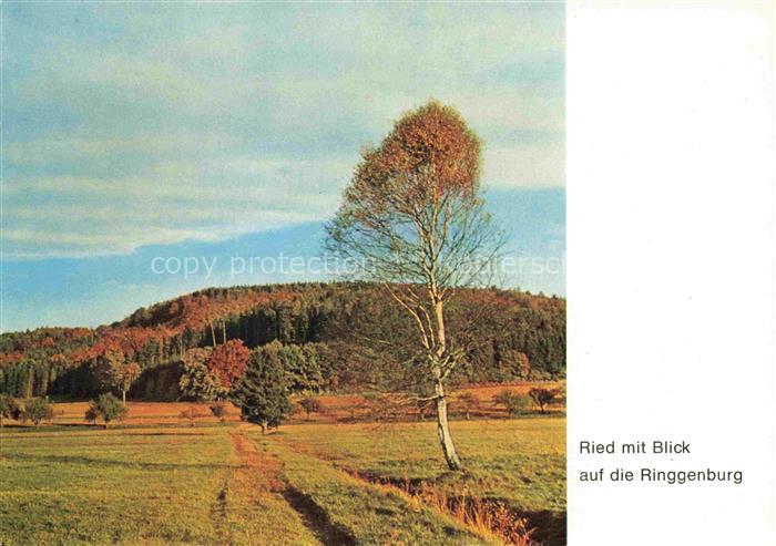 Wilhelmsdorf  Ravensburg BW Ried Ringgenburg Birke Herbst Huegel Felder Naturlan