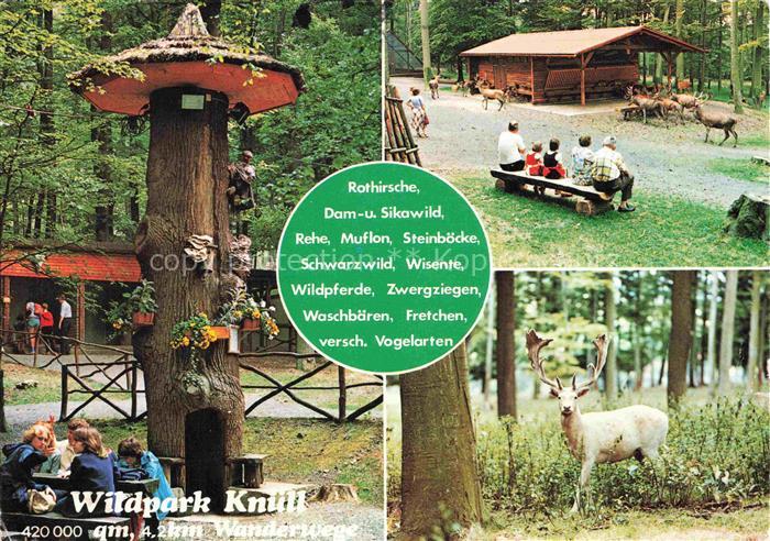 Allmuthshausen Homberg Efze Hessen Wildpark-Knuell Hirsch Damwild Rehe Wisente W