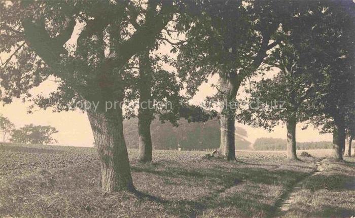 ECKERNFoeRDE Ostseebad Baumreihe Kastanien Wiese Feld Allee Landschaft Laubbaeum