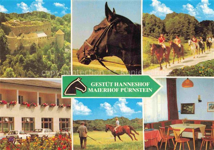 Neufelden Muehlviertel Oberoesterreich AT Gestuet-Hanneshof Maierhof-Puernstein