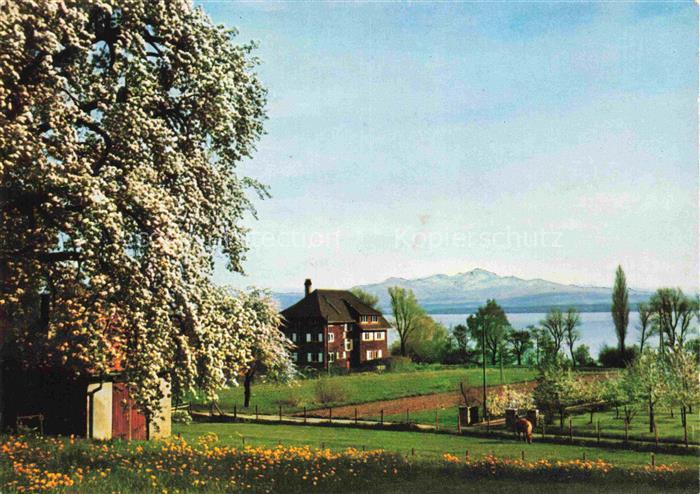 Sommerberg Immenstaad Bodensee BW Hardthof Bauernhof Bodensee Obstbaum-Bluete Be